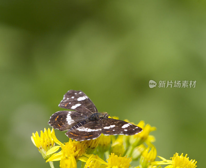 地图蝴蝶(Araschnia levana)第二代